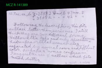 Media type: image;   Herpetology R-141389 Description: Specimen photo;  Aspect: label
